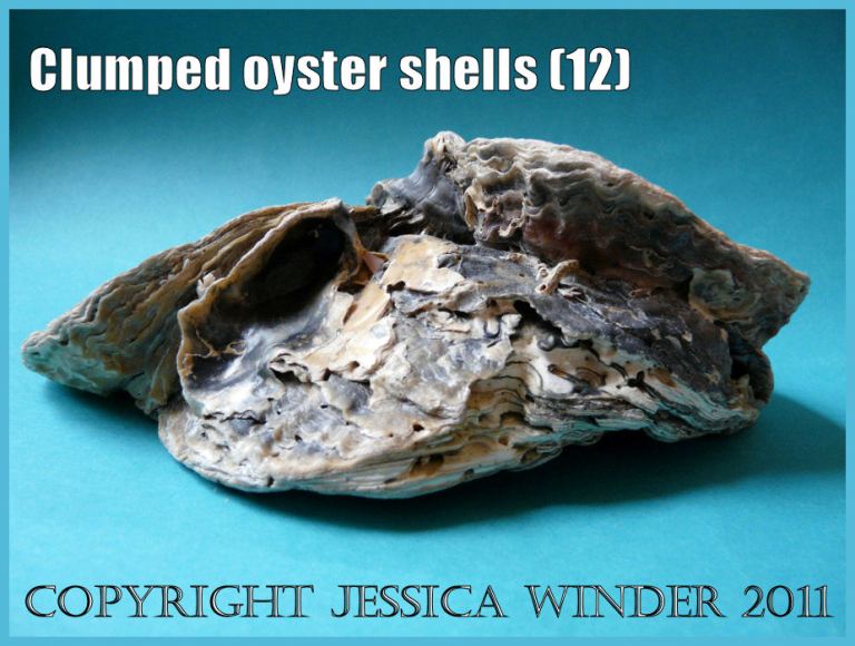 P1150215aBlog12 Naturally occurring clump of five attached European Flat Oyster shells, View 5