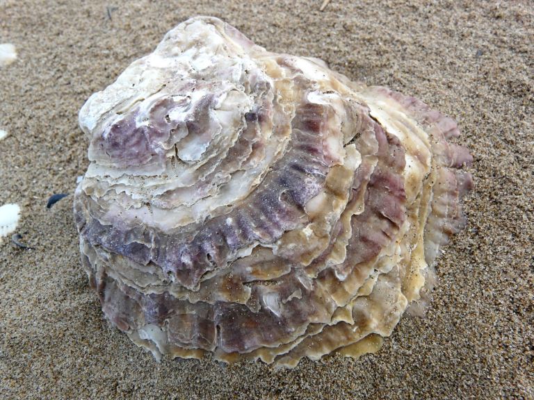 Natural pink colour banding on left valve outer surface of empty Flat Oyster shell on a sandy beach