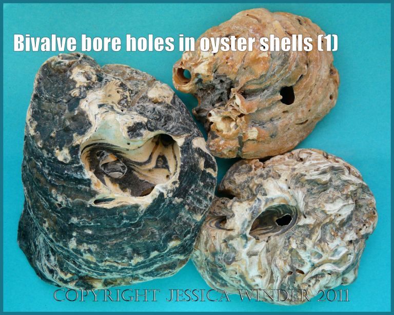 P1180409aBlog1 Group of Flat Oyster shells (Ostrea edulis Linnaeus) with burrows made by boring bivalved molluscs (1)