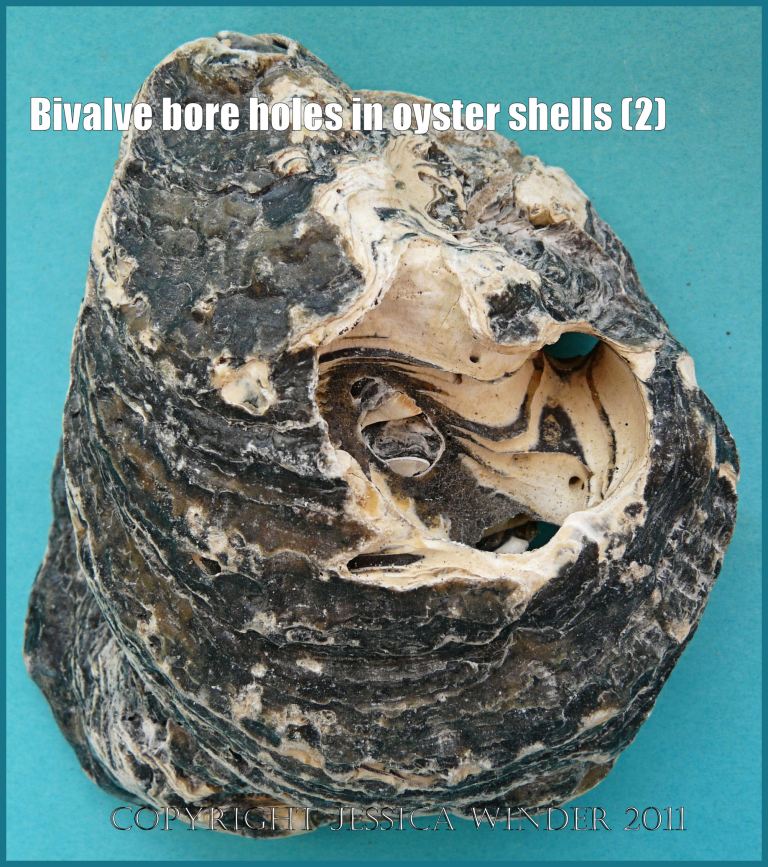 P1180411aBlog2 Infestation damage caused by boring bivalved molluscs in a Flat Oyster shell (Ostrea edulis Linnaeus) (2)