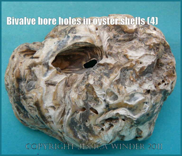 P1180421aBlog4 Very infestation-damaged thick Flat Oyster left valve shell with a large burrow caused by a boring bivalved mollusc (4)