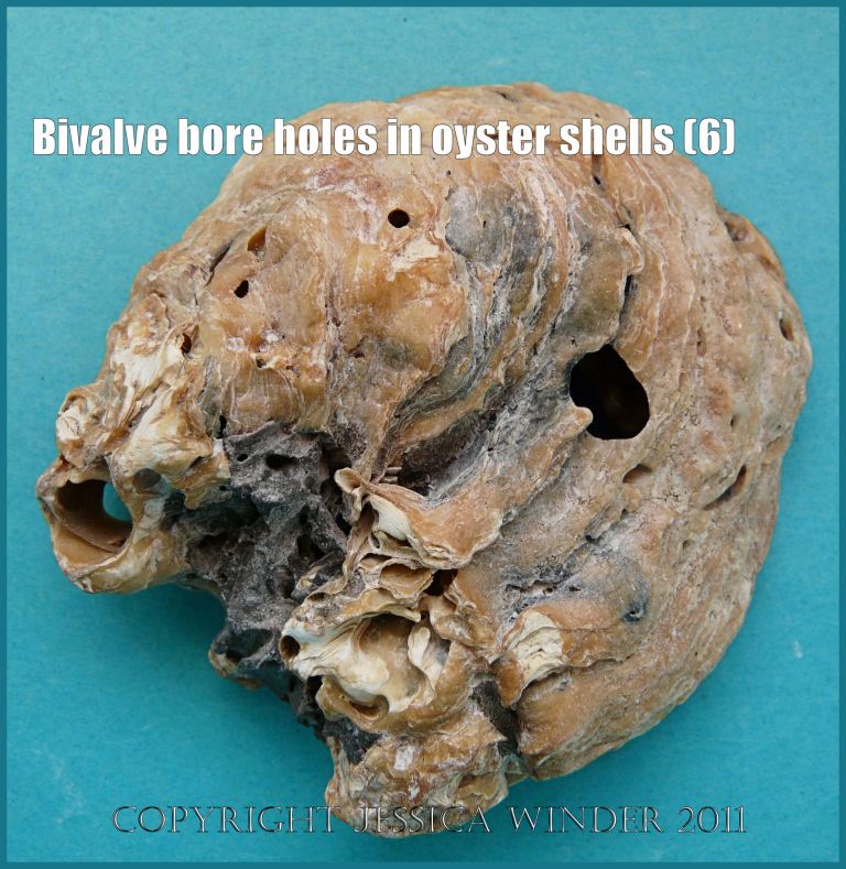 P1180426aBlog6 Two large round entrances to burrows made by boring bivalve molluscs in an old Flat Oyster shell (6)