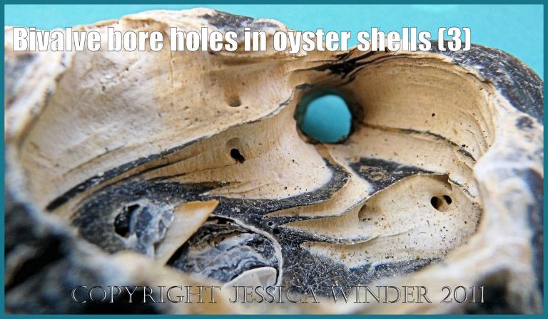 P1180452aBlog3 Close-up of two confluent burrows made by boring bivalved molluscs in a thick Flat Oyster shell (3)