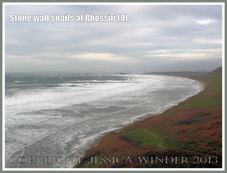 Stone wall snails at Rhossili (4) - Late afternoon view looking north from the wall with the snails at the top of the steps to Rhossili Beach, Gower, South Wales, 14.11.2009. 