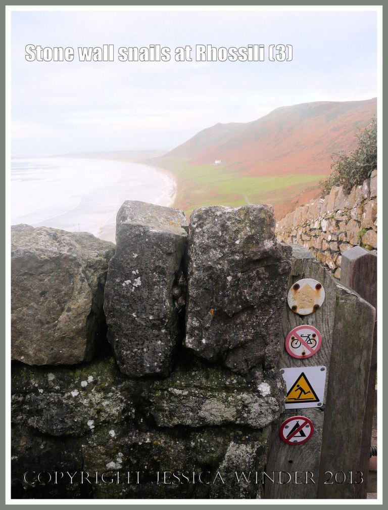 Stone wall snails at Rhossili (3) - Stone wall with hidden snails by the gate for the path down to the beach at Rhossili, Gower, South Wales, 14.11.2009. 