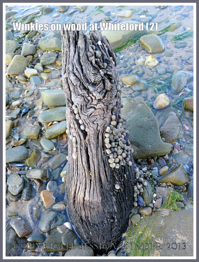 Winkles on Wood at Whiteford (2) - Ancient timber with grazing winkles amongst water covered pebbles at Whiteford point, Gower, South Wales. 15. 11. 2009. 