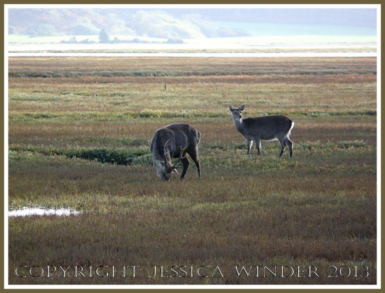 Sika Deer on salt marsh at Arne, Dorset, UK