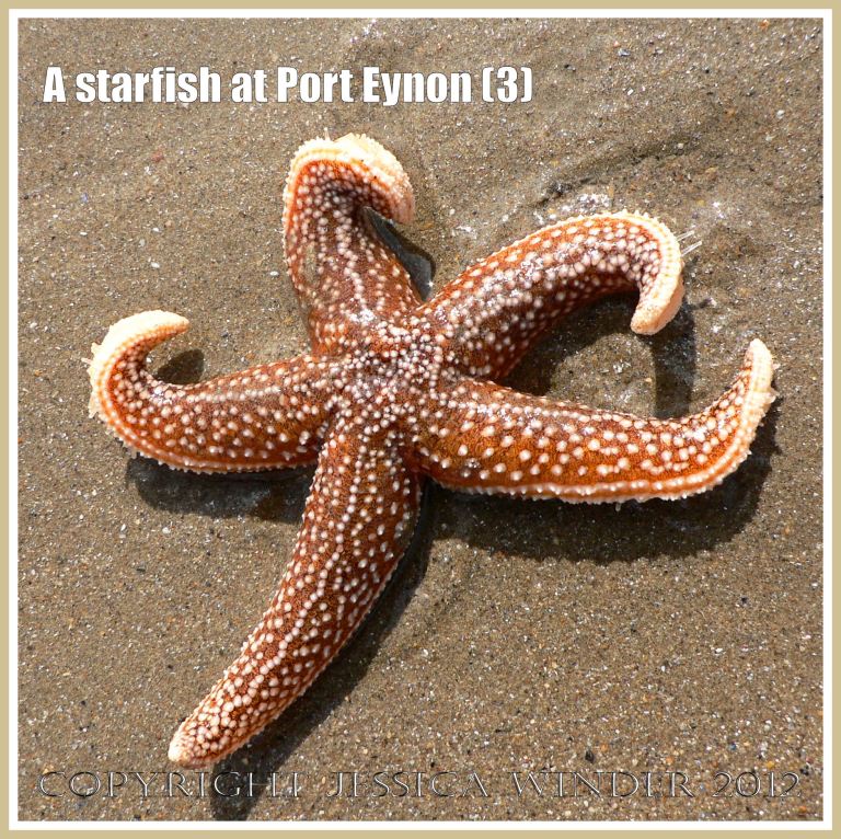 A Starfish at Port Eynon (3) - A living Common Starfish (Asterias rubens L.) washed ashore on the sandy beach at Port Eynon, Gower, South Wales.