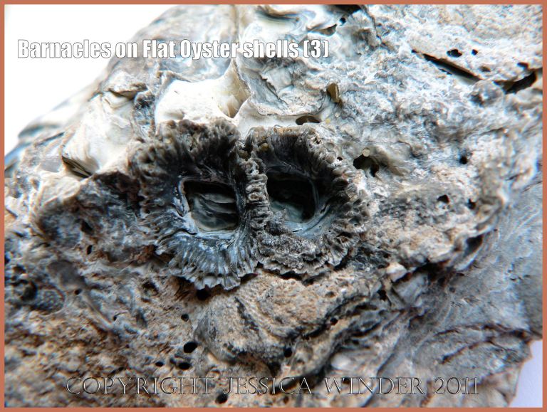 P1060395aBlog3 Upside-down acorn barnacles embedded in a modern European Flat Oyster shell (Ostrea edulis Linnaeus), Whiteford, Gower, South Wales (3) P1060395aBlog3 Upside-down acorn barnacles embedded in a modern European Flat Oyster shell (Ostrea edulis Linnaeus), Whiteford, Gower, South Wales (3)