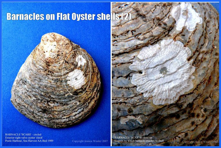 P1080927aBlog2 A modern European Flat Oyster shell (Ostrea edulis Linnaeus) with 'scar' evidence for acorn barnacle attachment, Poole Harbour, Dorset, UK 1989 (2) P1080927aBlog2 A modern European Flat Oyster shell (Ostrea edulis Linnaeus) with 'scar' evidence for acorn barnacle attachment, Poole Harbour, Dorset, UK 1989 (2)