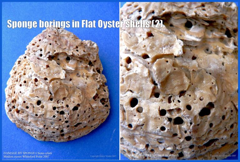 P1080976aBlog2 Sponge borings from a modern European Flat Oyster shell (Ostrea edulis Linnaeus) from Whiteford Sands, Gower, South Wales (2)