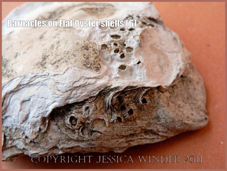 P1090356aBlog6 Acorn barnacles attached to an archaeological specimen of European Flat Oyster shell (Ostrea edulis Linnaeus) on which another oyster has subsequently settled, Saxon Southampton, UK (6) P1090356aBlog6 Acorn barnacles attached to an archaeological specimen of European Flat Oyster shell (Ostrea edulis Linnaeus) on which another oyster has subsequently settled, Saxon Southampton, UK (6)