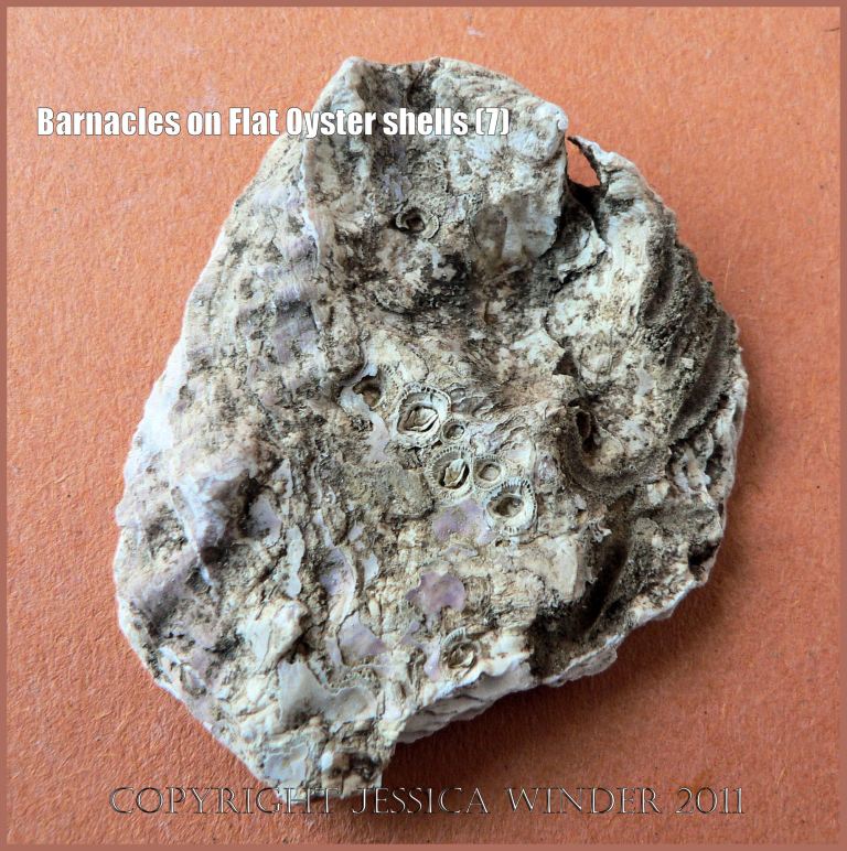 P1090373aBlog7 Inverted embedded acorn barnacles in an archaeological specimen of European Flat Oyster shell (Ostrea edulis Linnaeus), Saxon Southampton, UK (7) P1090373aBlog7 Inverted embedded acorn barnacles in an archaeological specimen of European Flat Oyster shell (Ostrea edulis Linnaeus), Saxon Southampton, UK (7)