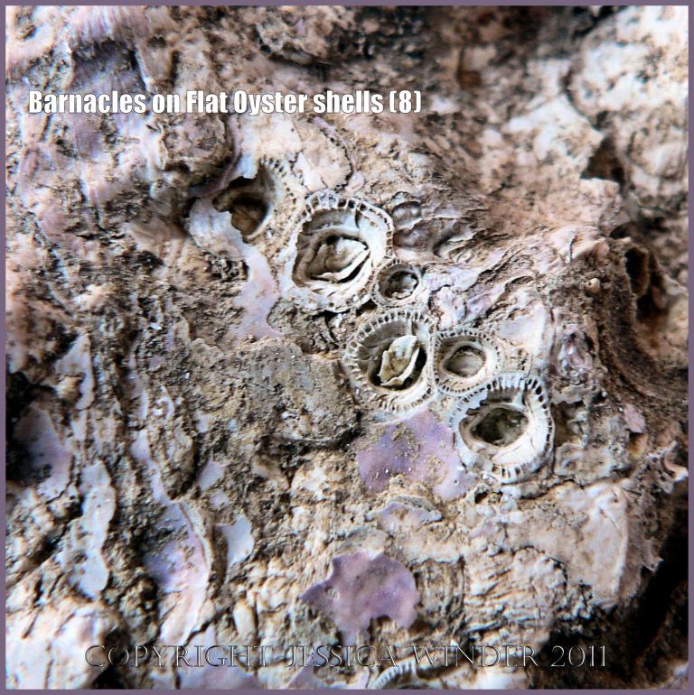 P1090376aBlog8 Detail of inverted embedded acorn barnacles in an archaeological specimen of European Flat Oyster shell (Ostrea edulis Linnaeus), Saxon Southampton, UK (8) P1090376aBlog8 Detail of inverted embedded acorn barnacles in an archaeological specimen of European Flat Oyster shell (Ostrea edulis Linnaeus), Saxon Southampton, UK (8)