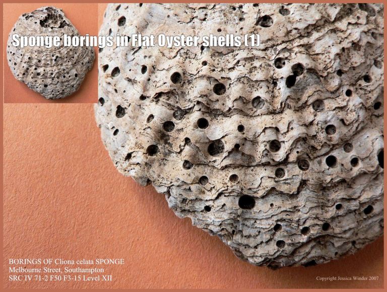 P1090461Blog1 Sponge borings in a European Flat Oyster shell (Ostrea edulis Linnaeus) over a thousand years old from an archaeological excavation in Southampton, UK (1)