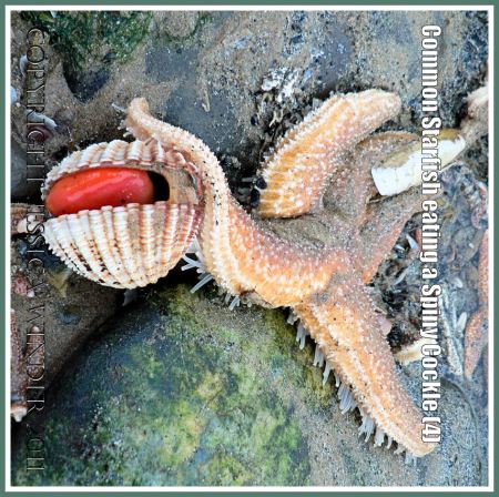 Prey and predator on the seashore: Common Starfish about to eat a Spiny Cockle with shell gaping open at Rhossili, Gower, South Wales, UK (4)