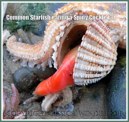 Spiny Cockle (Acanthocardia aculeata Linnaeus) protruding its red muscular 'foot' while trying to escape from the Common Starfish (Asterias rubens Linnaeus) that is attacking it at Rhossili, Gower, South Wales, UK (3)