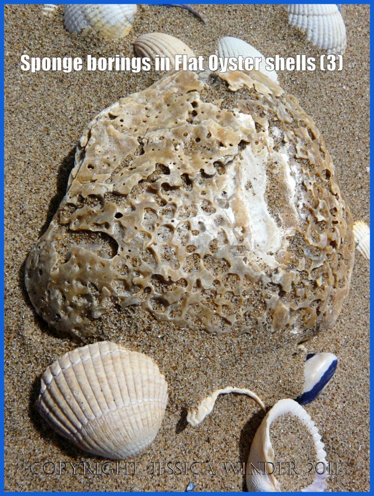 P1140082aBlog3 Sponge borings in a modern European Flat Oyster shell (Ostrea edulis Linnaeus) on a sand beach with cockle shells, Whiteford Point, Gower, South Wales (3)