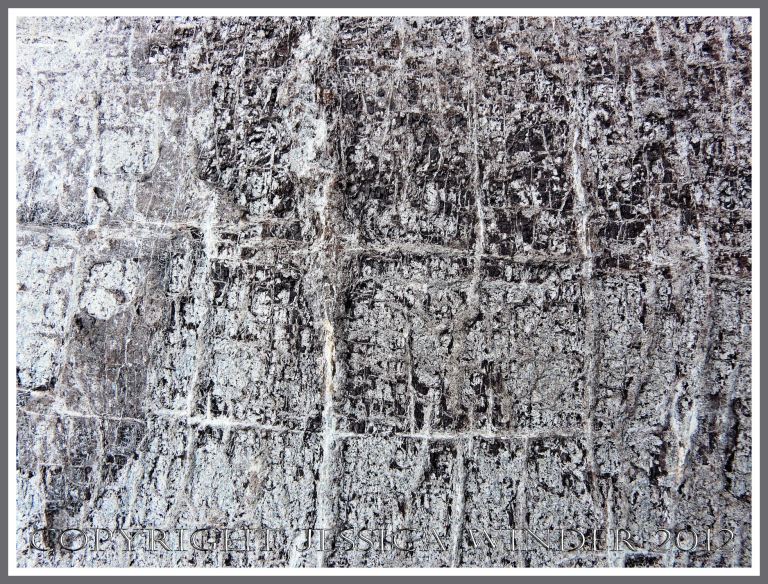 Fossil Wood at Lyme Regis (2) - Fossil wood in a limestone boulder on Monmouth Beach, Lyme Regis, Dorset, UK - part of the Jurassic Coast.