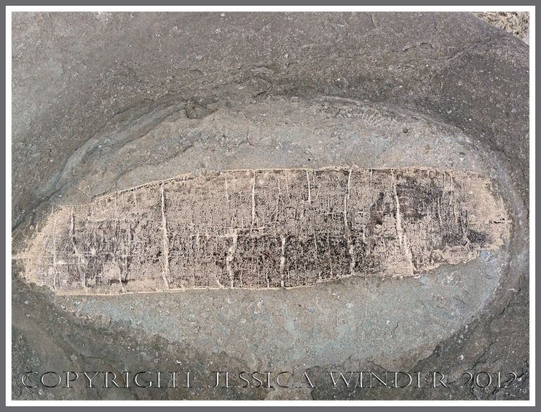 Fossil Wood at Lyme Regis (1) - Fossil wood in a limestone boulder on Monmouth Beach, Lyme Regis, Dorset, UK - part of the Jurassic Coast. 
