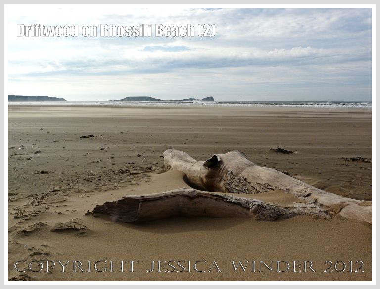 Driftwood on Rhossili Beach (2) - Driftwood tree trunk, half buried in the sand, looking like a pre-historic monster, a Mososaur, or even a crocodile, at Rhossili Bay, Gower, South Wales, with the Worms Head in the background. 