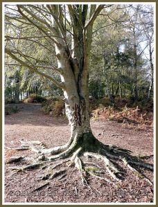 Tree with scratch marks made by Sika Deer when they try to remove the 'velvet' from their antlers. Arne, Dorset, UK.