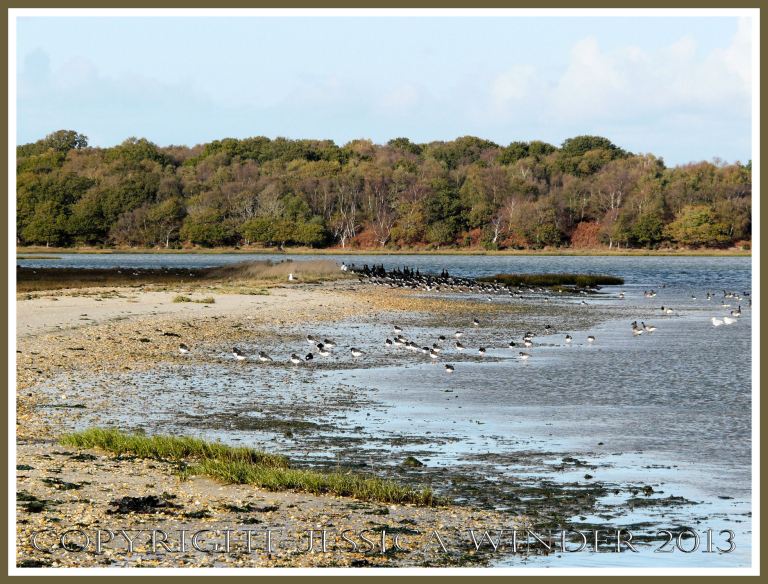 Resting sea birds on the edge of Poole Harbour near Arne, Dorset, UK. 