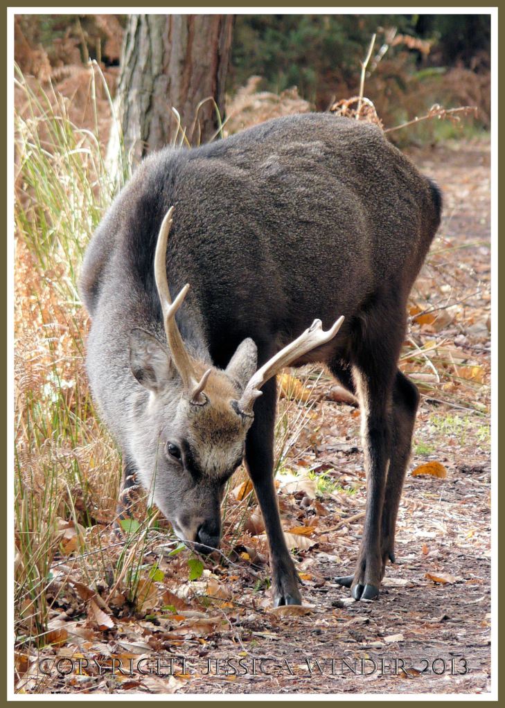 Young Buck Sika Deer  at Arne, Dorset, UK.