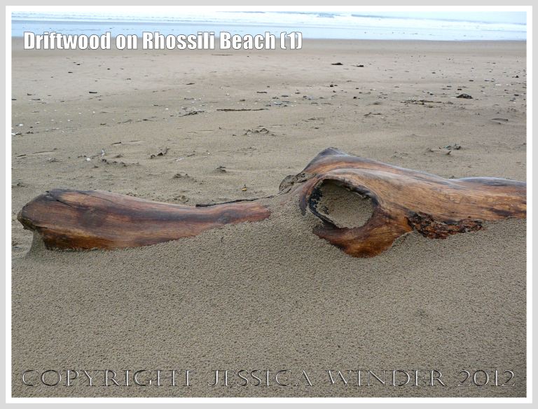 Driftwood on Rhossili Beach (1) - Driftwood tree trunk, half buried in the sand, looking like a pre-historic monster, a Mososaur, or even a crocodile, at Rhossili Bay, Gower, South Wales. 