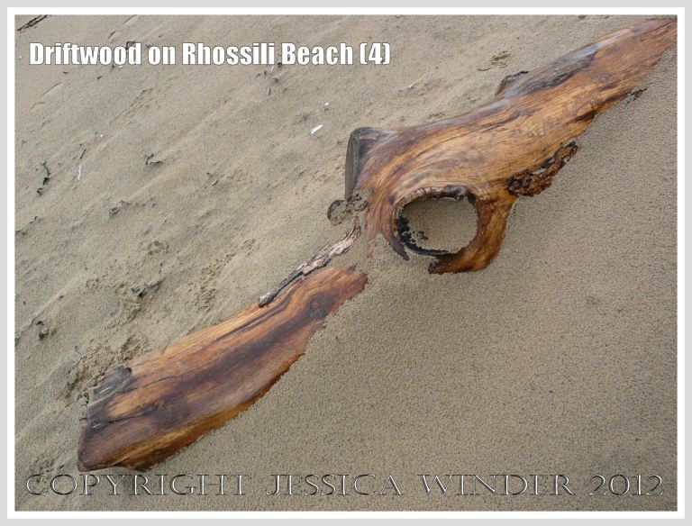 Driftwood on Rhossili Beach (4) - Driftwood simulacrum of a prehistoric monster or crocodilian at Rhossili Bay, Gower, South Wales. 