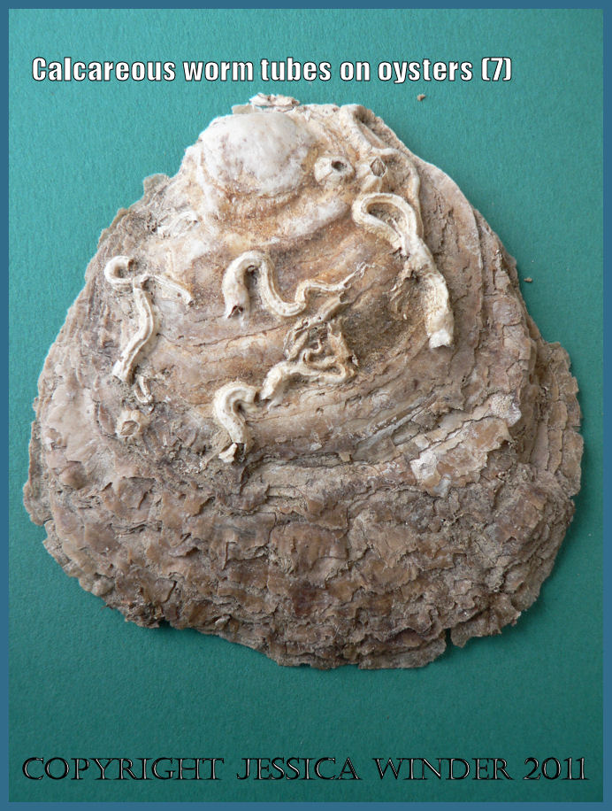 P1090029Blog7 Calcareous tubes of the marine worm genus Pomatoceros cemented to the outer surface of a dredged modern European Flat Oyster shell from The Solent, Hampshire, UK (7) P1090029Blog7 Calcareous tubes of the marine worm genus Pomatoceros cemented to the outer surface of a dredged modern European Flat Oyster shell from The Solent, Hampshire, UK (7)