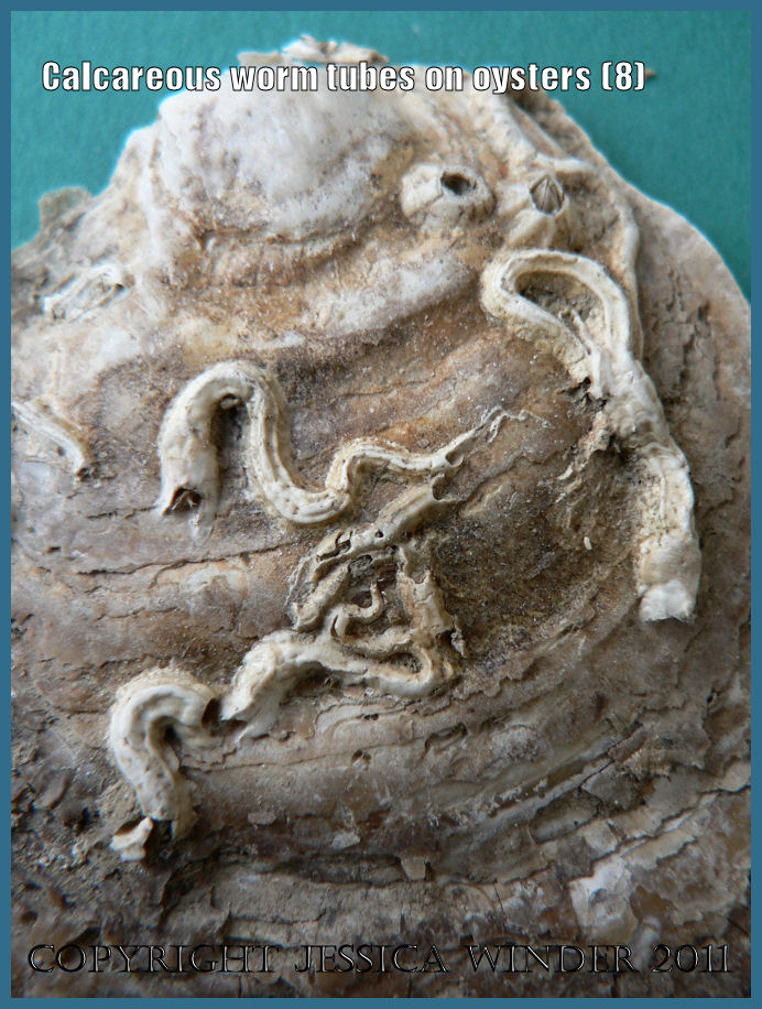 P1090032Blog8 Detail of calcareous tubes of the marine worm genus Pomatoceros cemented to the outer surface of a dredged modern European Flat Oyster shell from The Solent, Hampshire, UK (8) P1090032Blog8 Detail of calcareous tubes of the marine worm genus Pomatoceros cemented to the outer surface of a dredged modern European Flat Oyster shell from The Solent, Hampshire, UK (8)