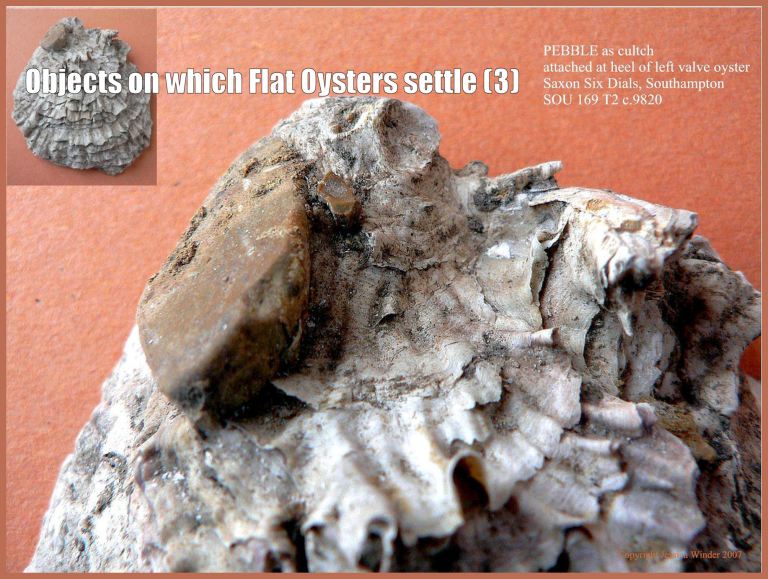 P1090184bFlintPebbleBlog3 Archaeological specimen of European Flat Oyster shell (Ostrea edulis Linnaeus) still cemented to the small flint pebble on which the free-swimming oyster larva originally settled and attached (3)