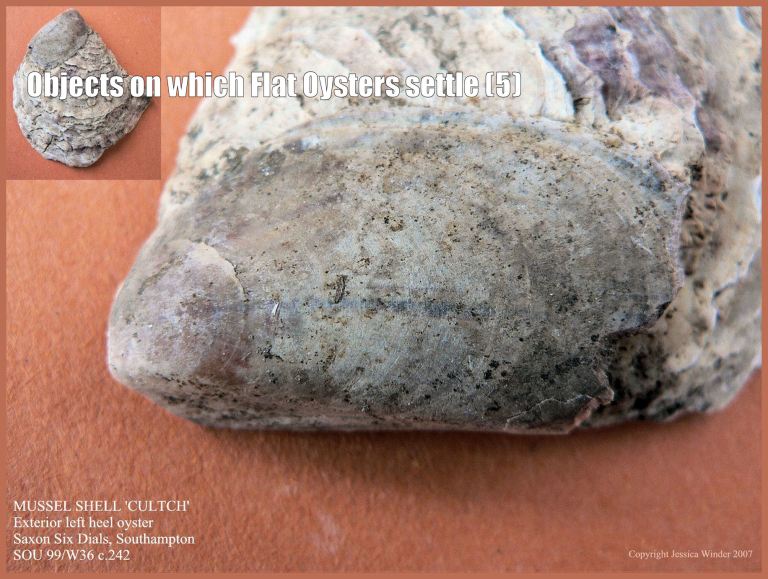 P1090392bMusselBlog5 Archaeological specimen of European Flat Oyster shell (Ostrea edulis Linnaeus) still cemented to the inner surface of the empty Common Mussel shell (Mytilus edulis Linnaeus) on which the free-swimming oyster larva originally settled and attached (5)