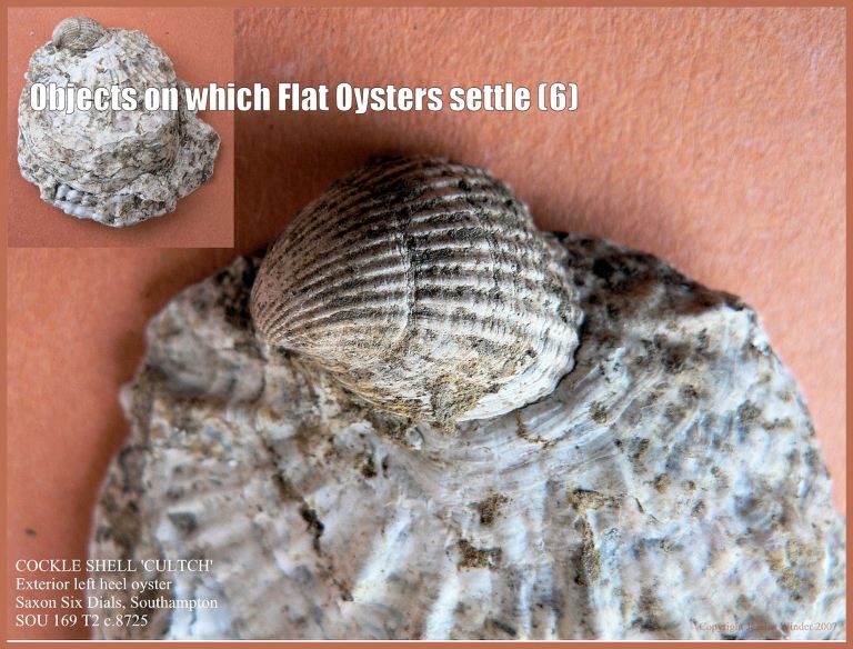 P1090399bCockleBlog6 Archaeological specimen of European Flat Oyster shell (Ostrea edulis Linnaeus) still cemented to the inner surface of the empty Common Cockle shell - Cerastoderma edule (Linnaeus) - on which the free-swimming oyster larva originally settled and attached (6)