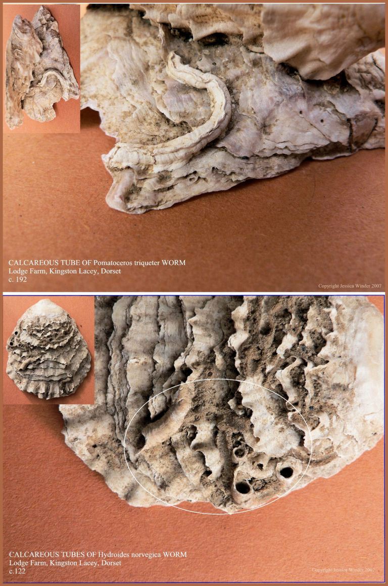 P1090452aBlog1 Calcareous tubes made by marine worms, like Pomatoceros species, on specimens of archaeological oyster shells (1). P1090452aBlog1 Calcareous tubes made by marine worms, like Pomatoceros species, on specimens of archaeological oyster shells (1).