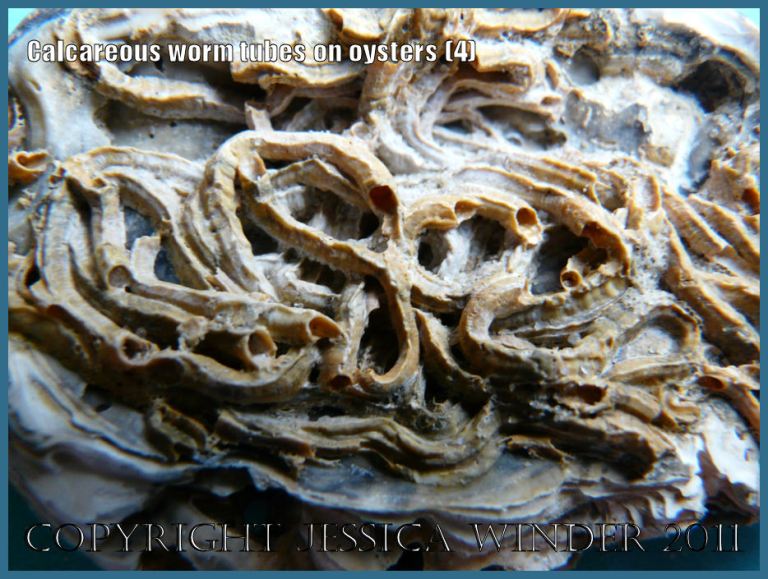 P1160821Blog4 Detail of encrusting calcareous tubes of the marine worm genus Pomatoceros on the surface of a modern Flat Oyster shell from a Gower beach, West Glamorgan, UK (4) P1160821Blog4 Detail of encrusting calcareous tubes of the marine worm genus Pomatoceros on the surface of a modern Flat Oyster shell from a Gower beach, West Glamorgan, UK (4)