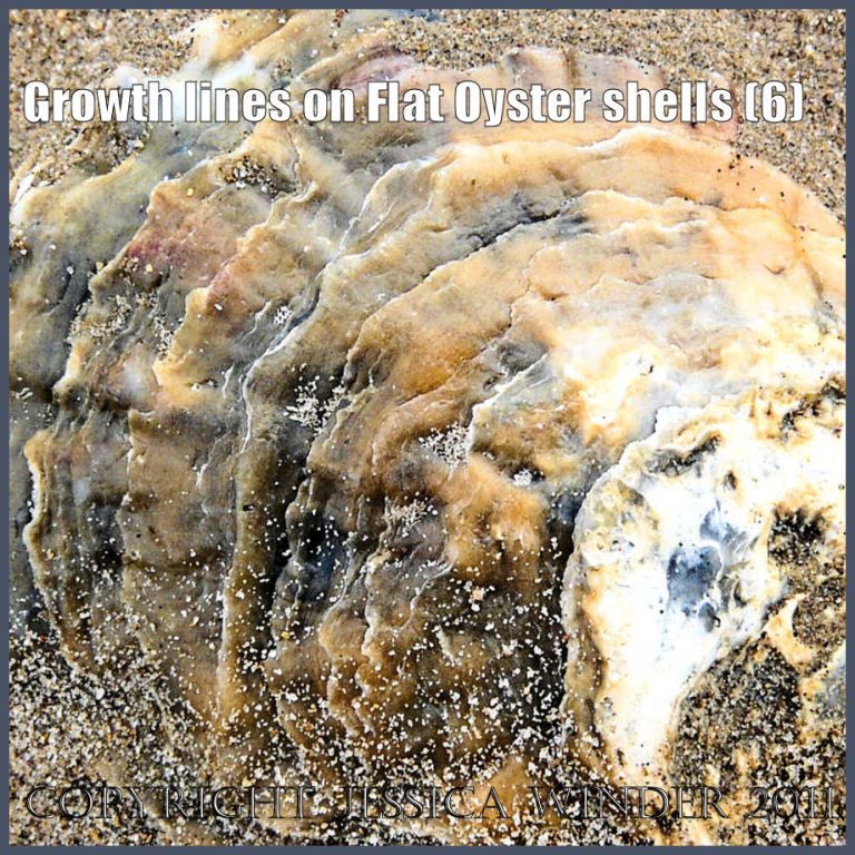 P1180009bBlog6 Growth lines on the external surface of a left valve of a European Flat Oyster shell (6)
