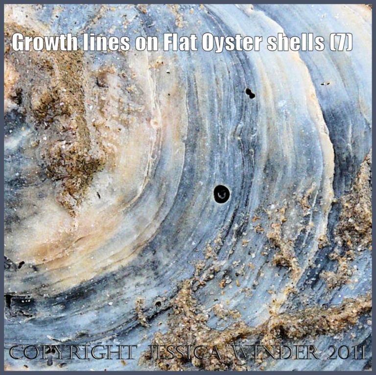 P1180014aBlog7 Growth lines on the external surface of a right valve of a European Flat Oyster shell (7)