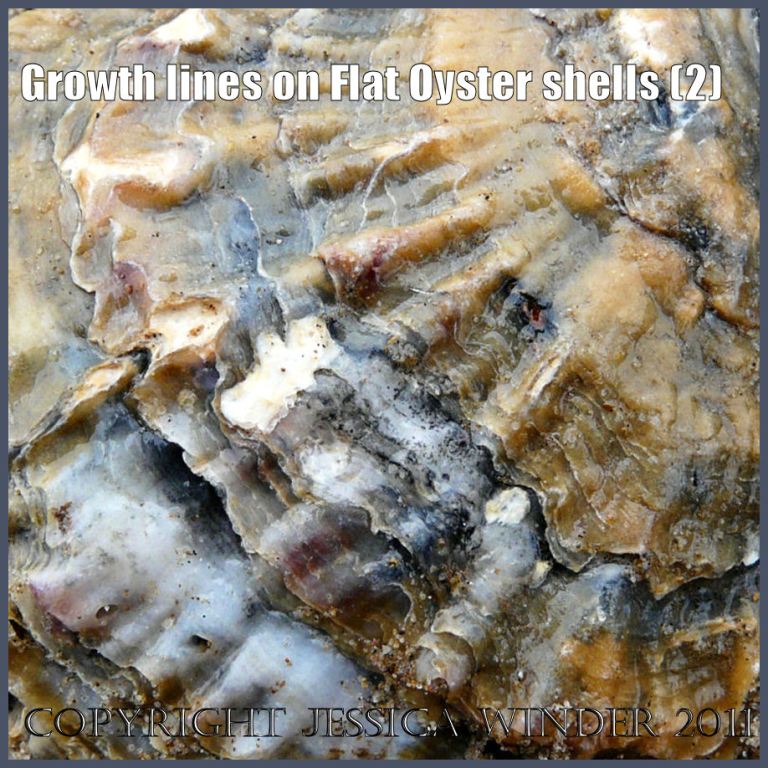 P1180796bBlog2 Growth lines on the external surface of a left valve of a European Flat Oyster shell (2)