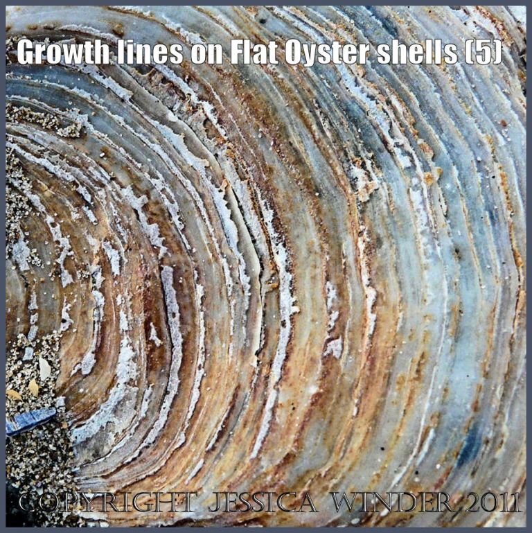P1190444bBlog5 Growth lines on the external surface of a right valve of a European Flat Oyster shell (5)