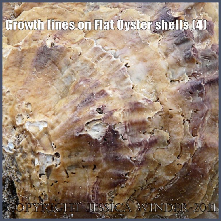 P1190446bBlog4 Growth lines on the external surface of a left valve of a European Flat Oyster shell (4)