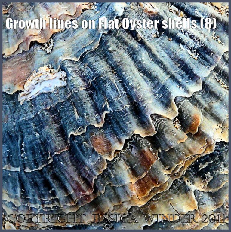 P1210127bBlog8 Growth lines on the external surface of a left valve of a European Flat Oyster shell (8)