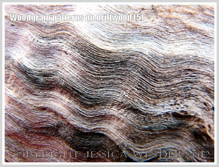 Woodgrain pattern on driftwood (5) - Natural abstract pattern of staining caused by fungal invasion, and raised texture created by wind-blown sand erosion, on weathered driftwood washed ashore at Whiteford Sands, Gower, South Wales.