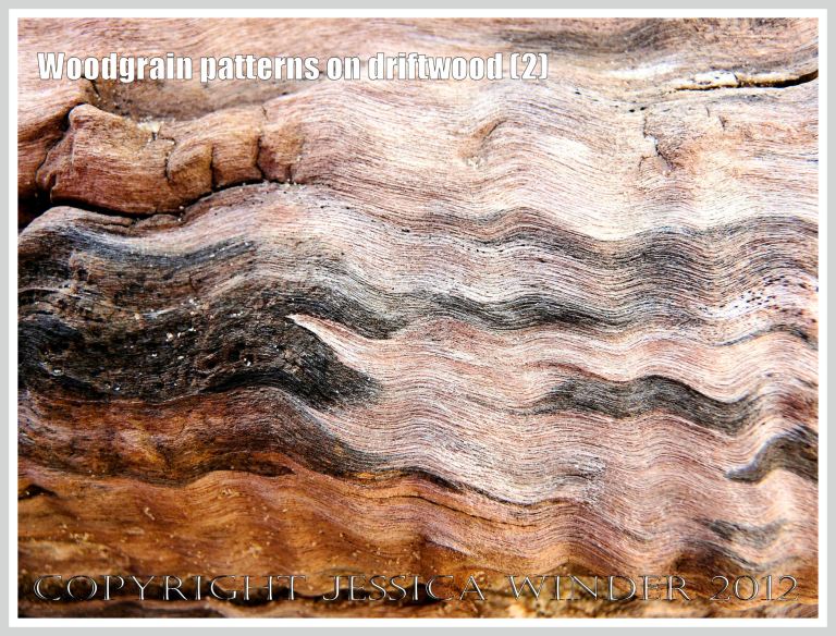 Woodgrain pattern on driftwood (2) - Natural abstract pattern of staining caused by fungal invasion on weathered driftwood washed ashore at Whiteford Sands, Gower, South Wales.