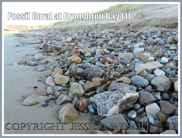 Fossil Coral at Broughton Bay (1)