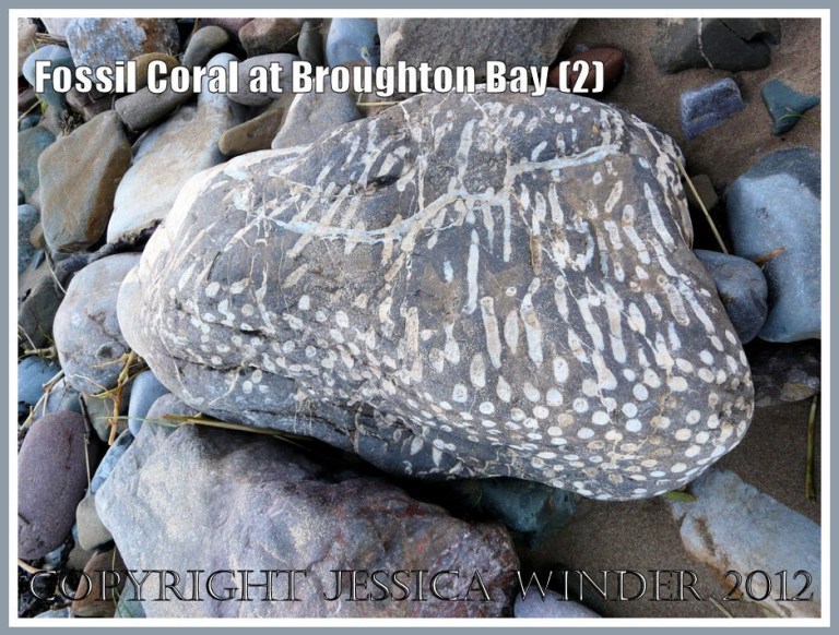 Fossil Coral at Broughton Bay (2)