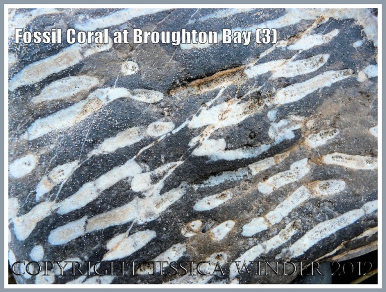 Fossil Coral at Broughton Bay (3)