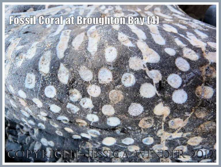 Fossil Coral at Broughton Bay (4)