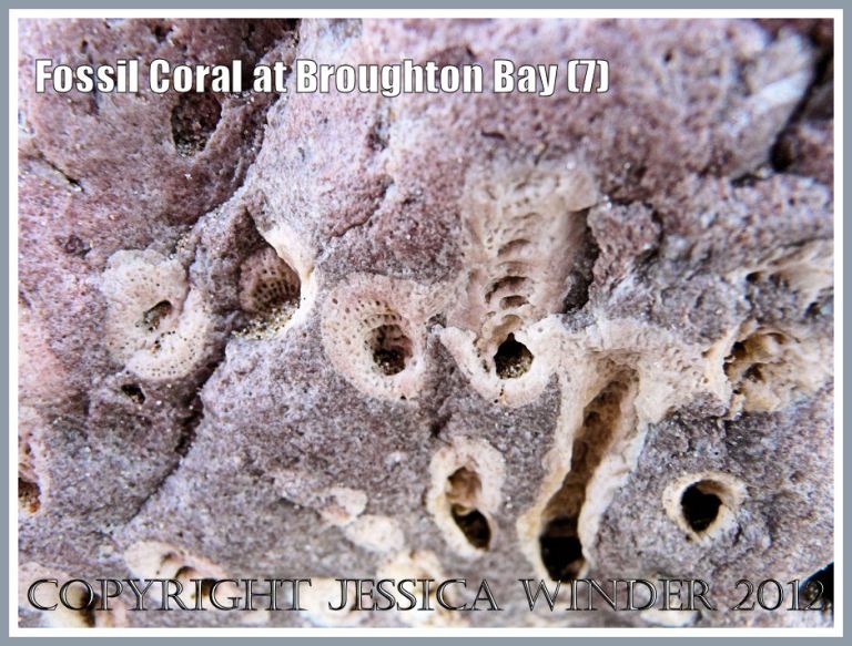 Fossil Coral at Broughton Bay (7)